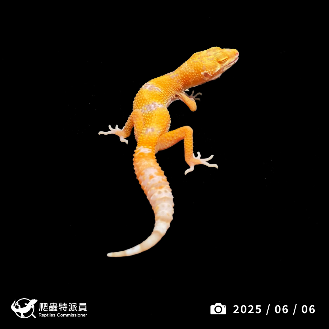 豹紋守宮．日焰（編號 423）