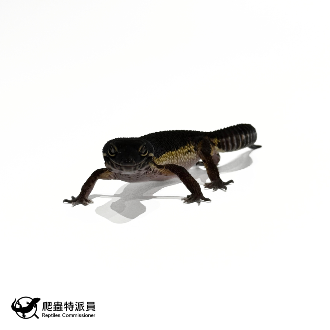 豹紋守宮．黑夜（編號 313）