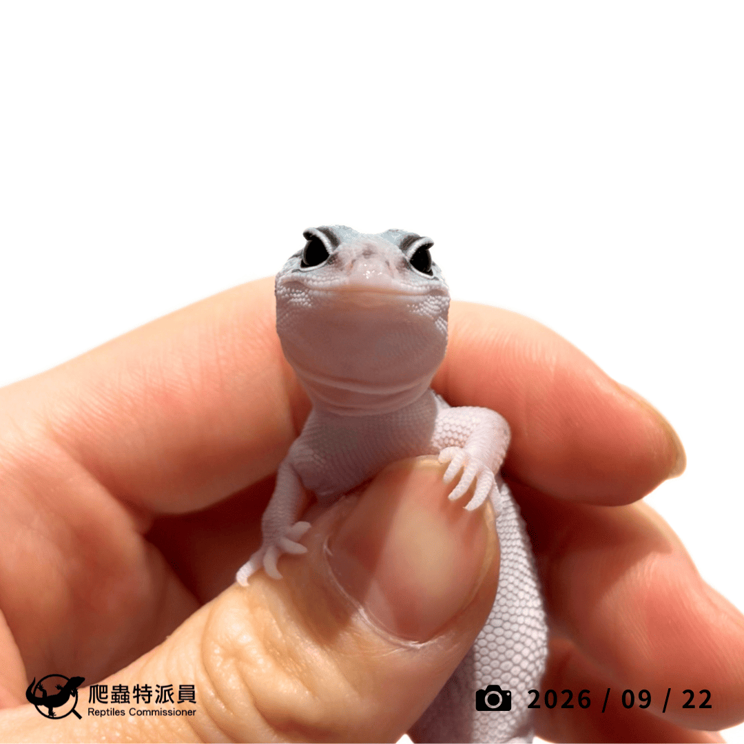 肥尾守宮．奧利奧 h 幽靈（編號 489）