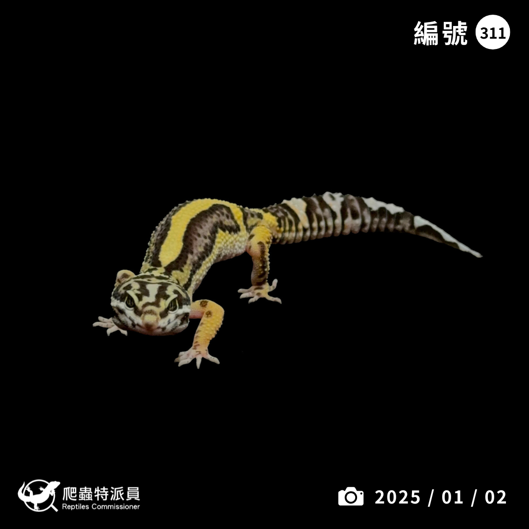 豹紋守宮．土匪（編號 311）