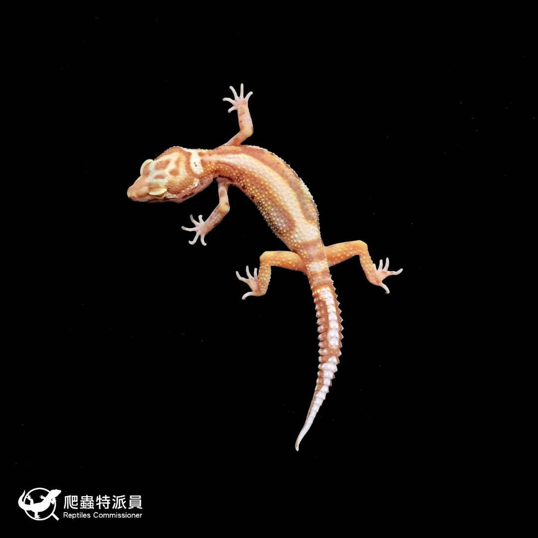 豹紋守宮．薰衣草（編號 401）