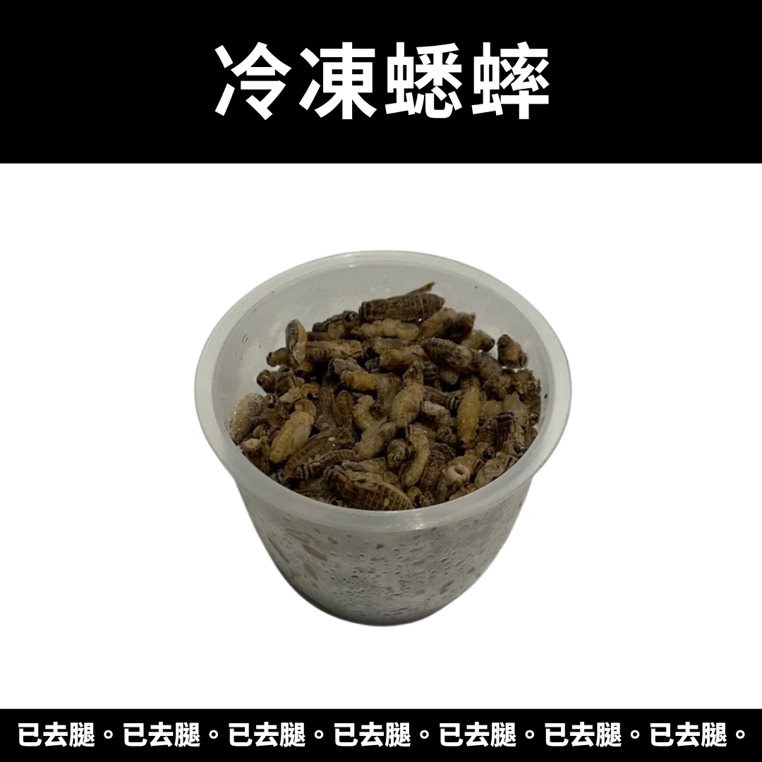 爬寵冷凍蟋蟀飼料(已去腿) 爬寵冷凍蟋蟀飼料(已去腿)
