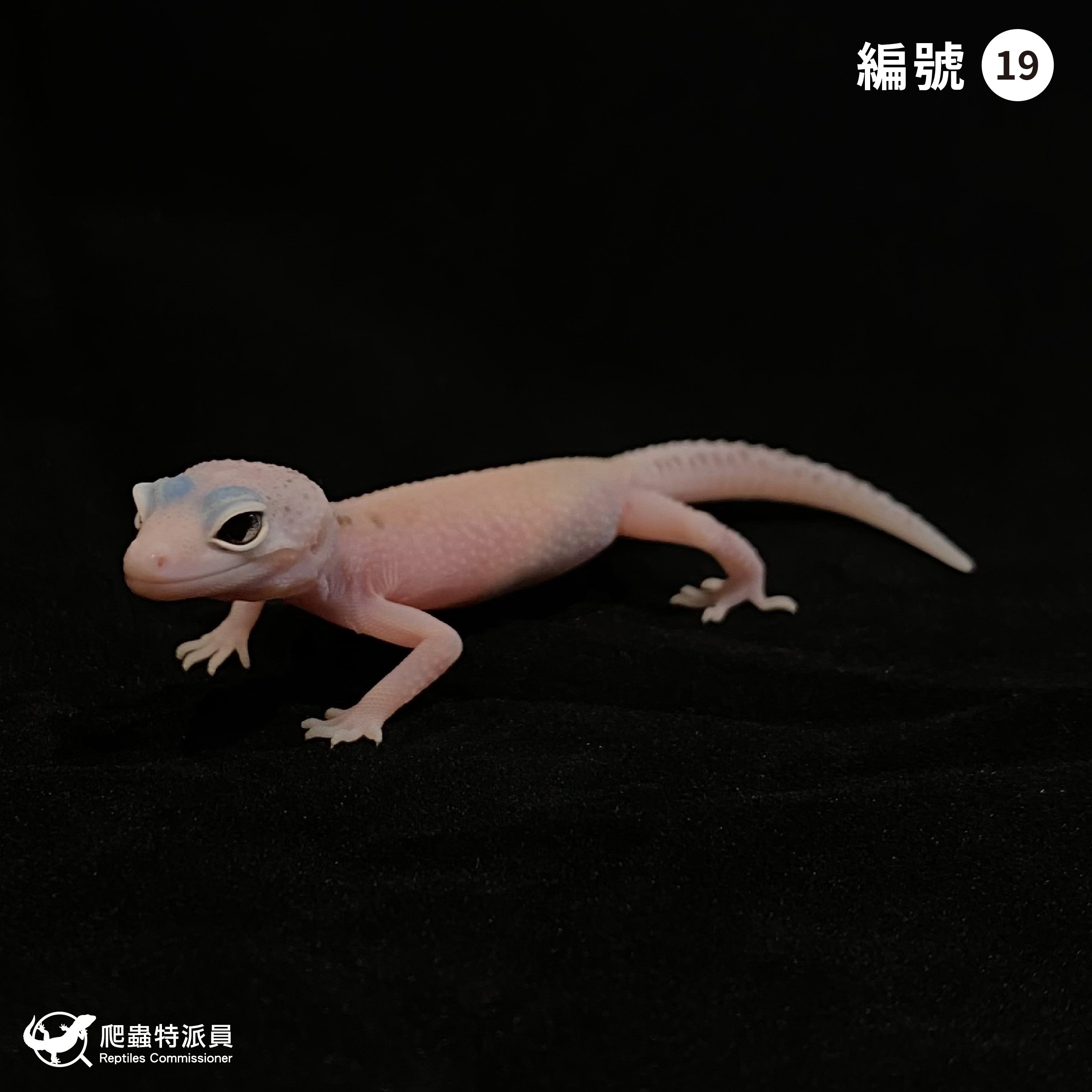 豹紋守宮．WY 雪花日蝕（編號 19）