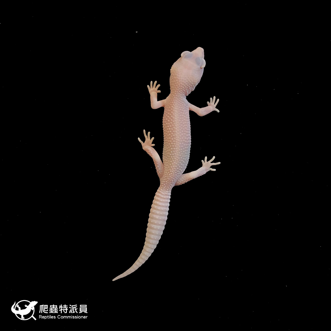 豹紋守宮．雪花 RA（編號 211）