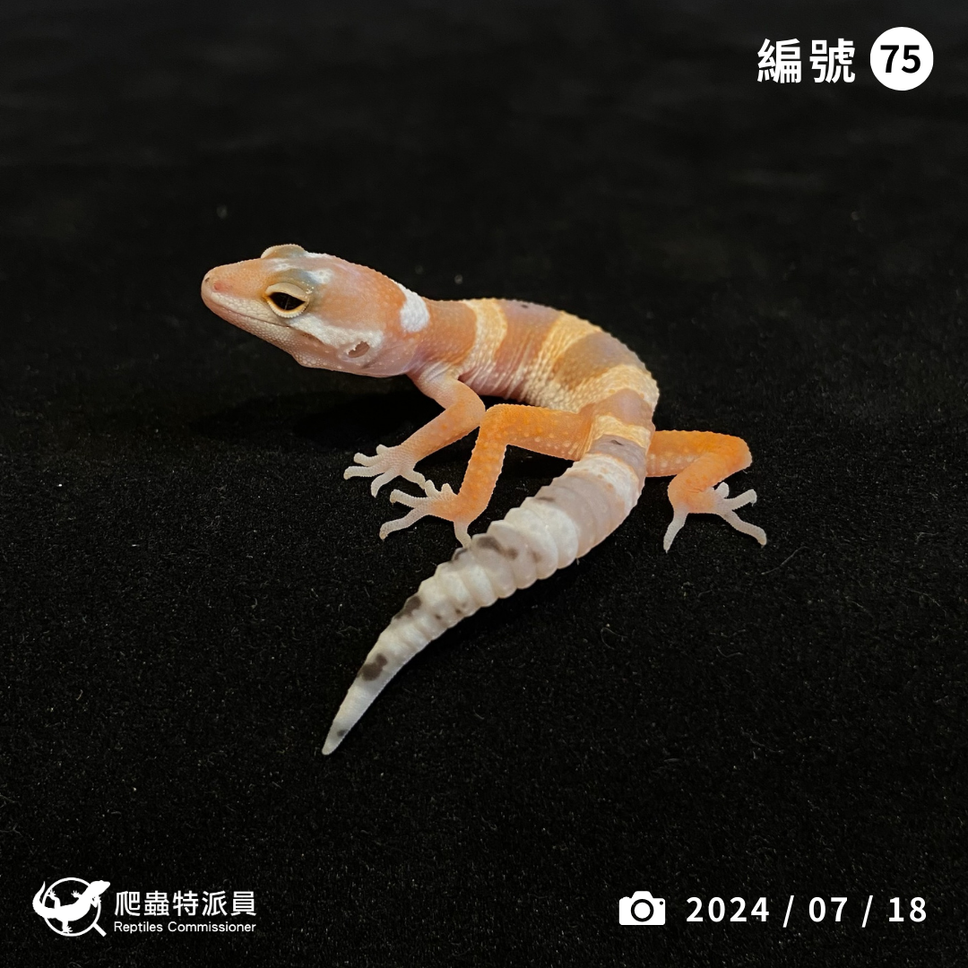 豹紋守宮．超級少斑橘化蘿蔔尾（編號 75）