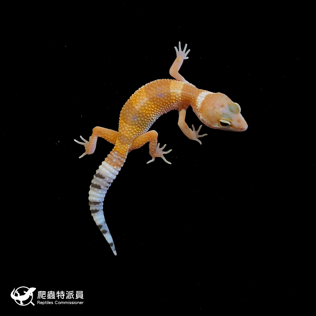 豹紋守宮．橘化（編號 133）