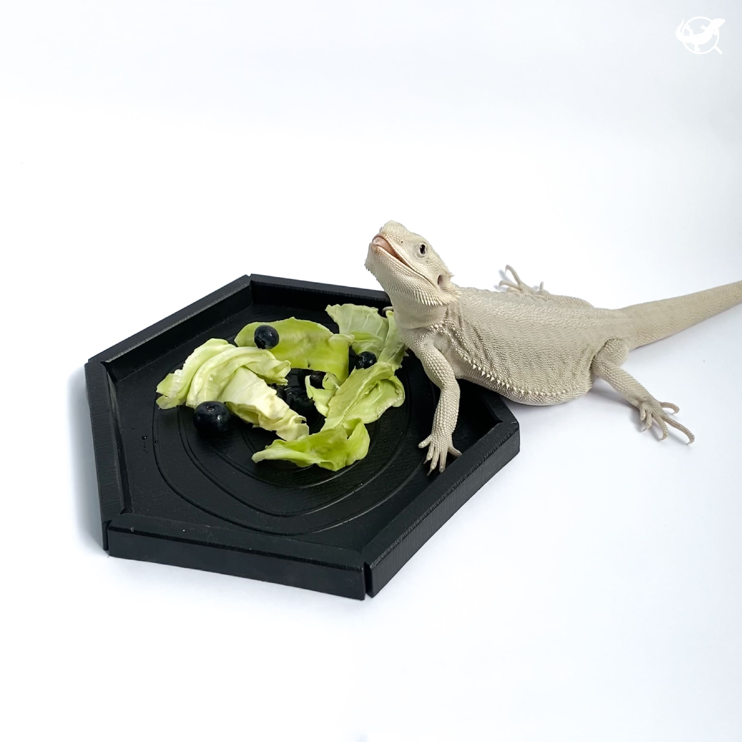 爬蟲六角／圓型食盆