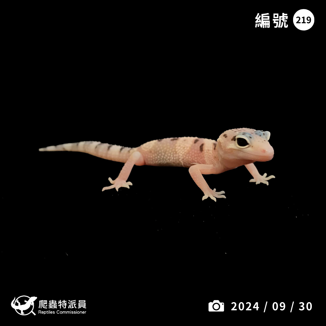 豹紋守宮．川白雪花（編號 219）