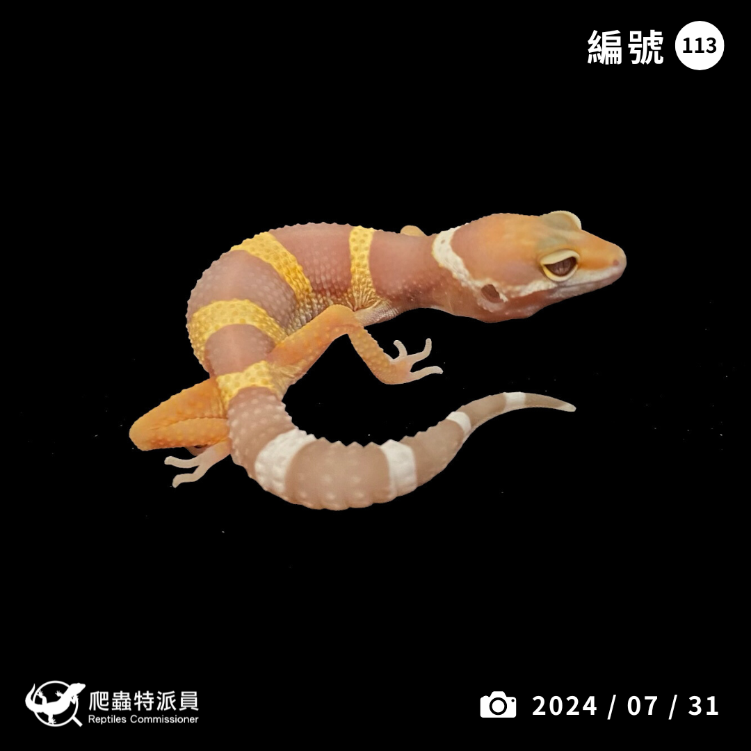 豹紋守宮．川普白化（編號 113）