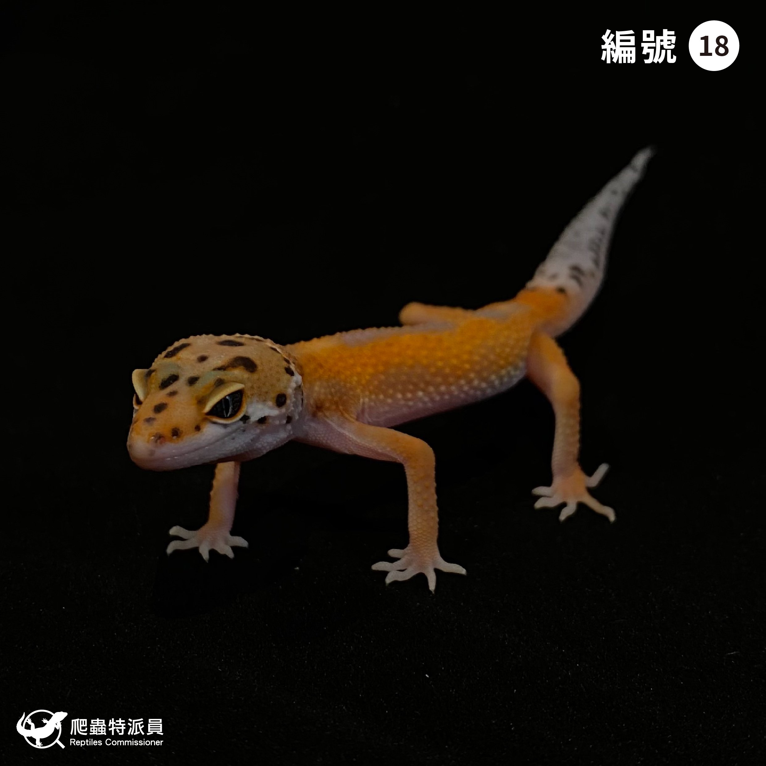 豹紋守宮．橘化（編號 18）