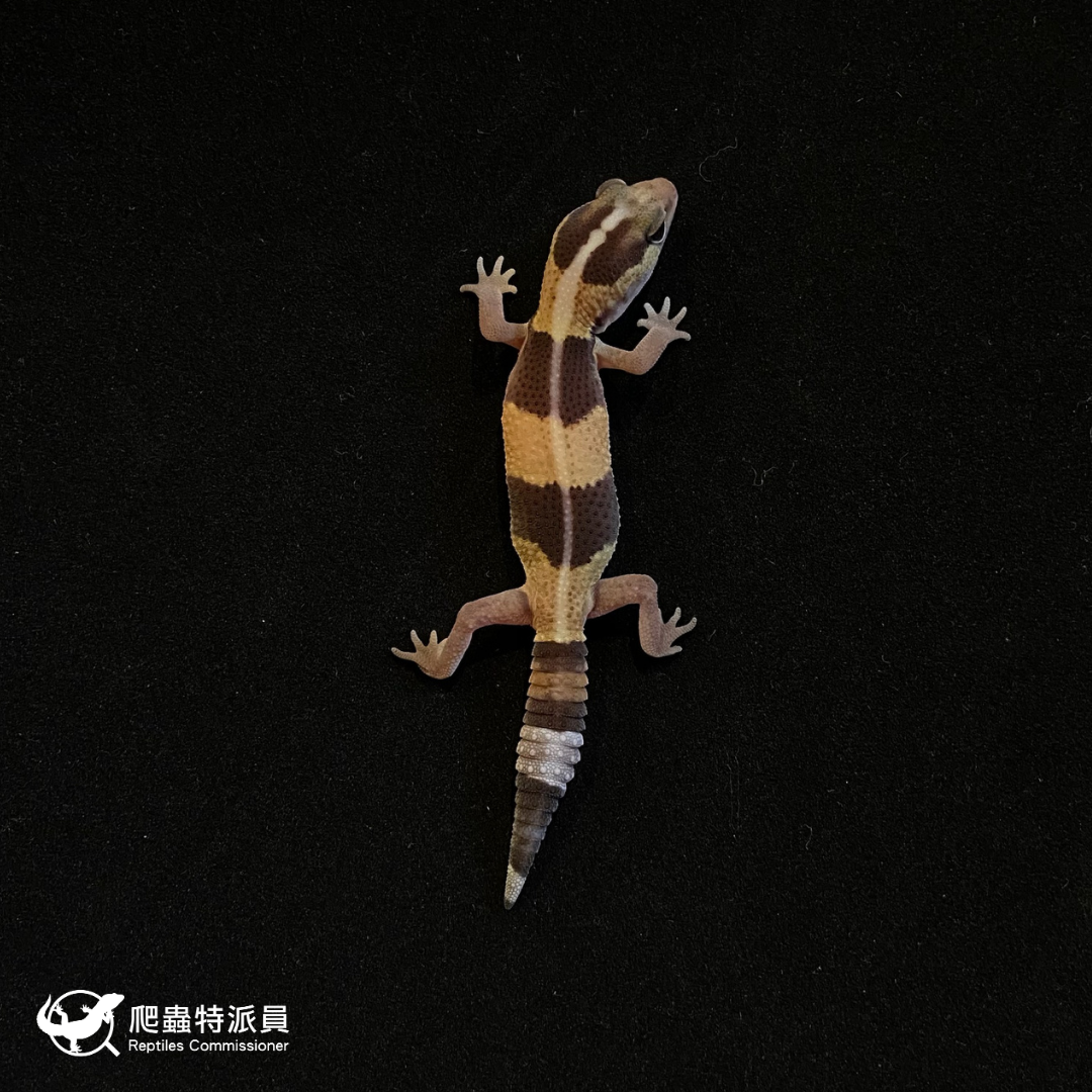 肥尾守宮．直線普肥（編號 130）