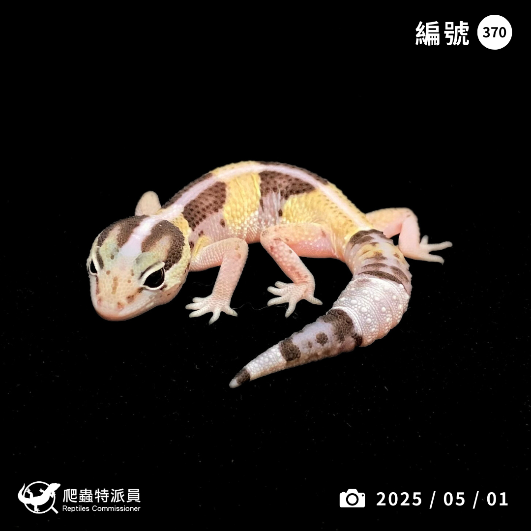 肥尾守宮．普肥 h 橘白（編號 370）