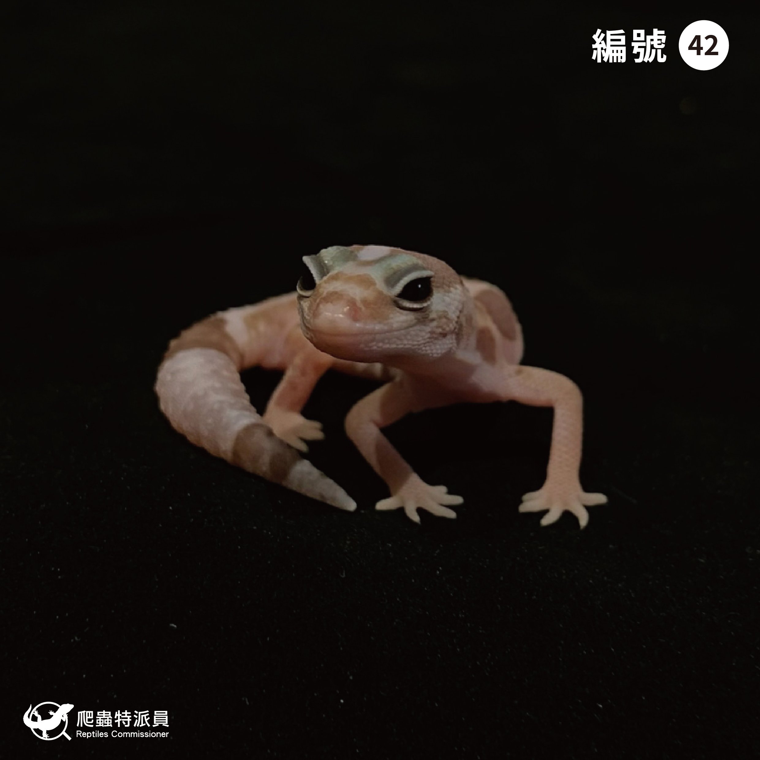 肥尾守宮．直線立可白焦糖 h 橘白祖魯（編號 42）