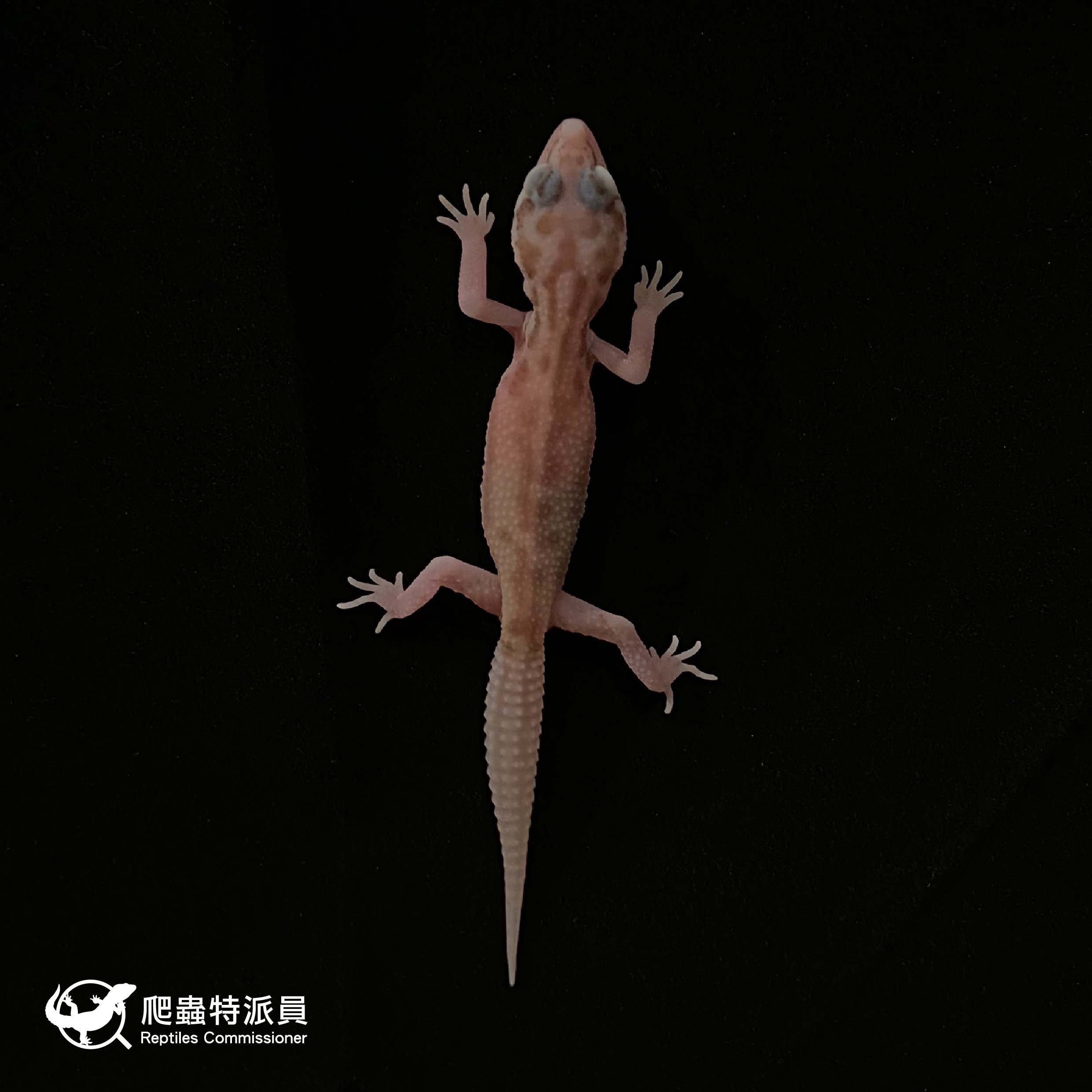 豹紋守宮．川白雪花日蝕（編號 11）