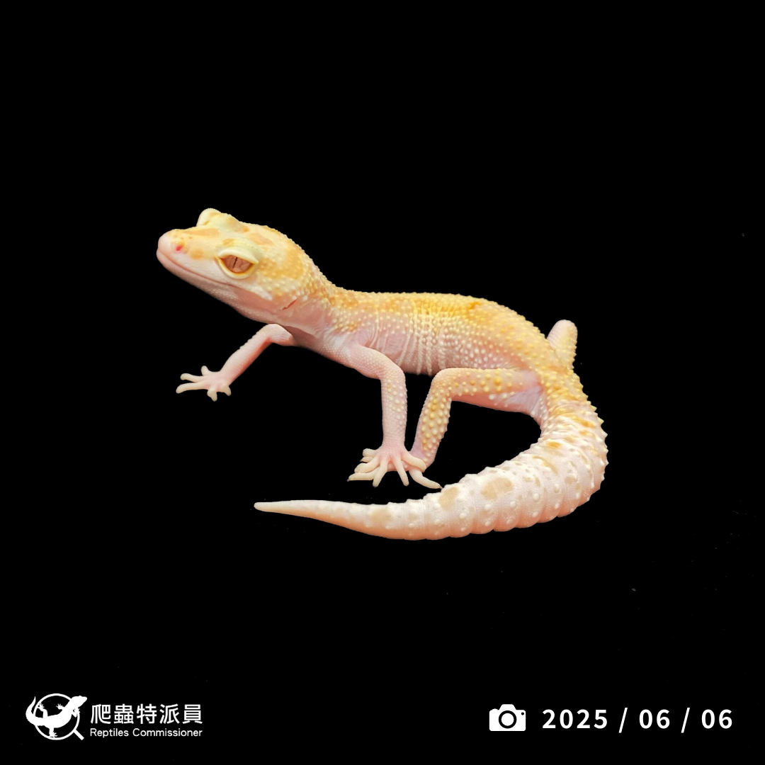 豹紋守宮．WY RAPTOR（編號 394）