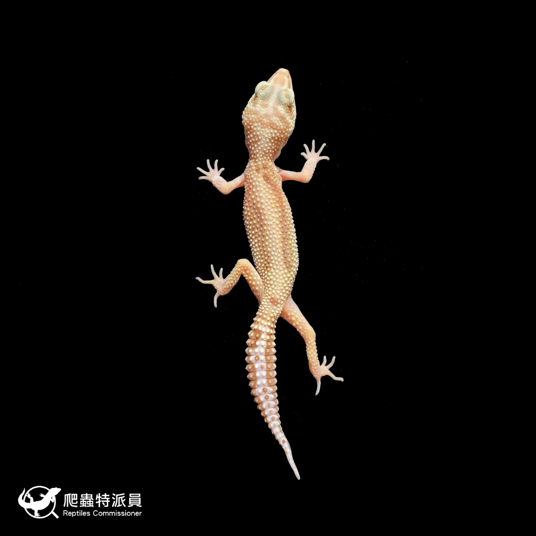 豹紋守宮．直線雨水（編號 396）