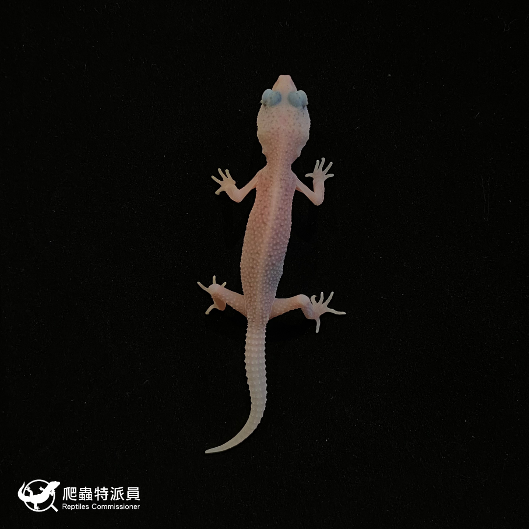 豹紋守宮．WY 全日蝕（編號 58）