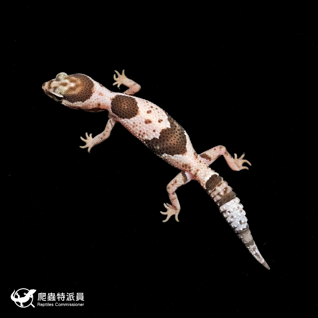 肥尾守宮．立可白 Oreo h 橘白（編號 377）