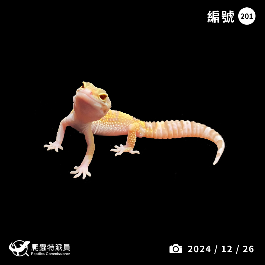 豹紋守宮．川白日蝕（編號 201 ）