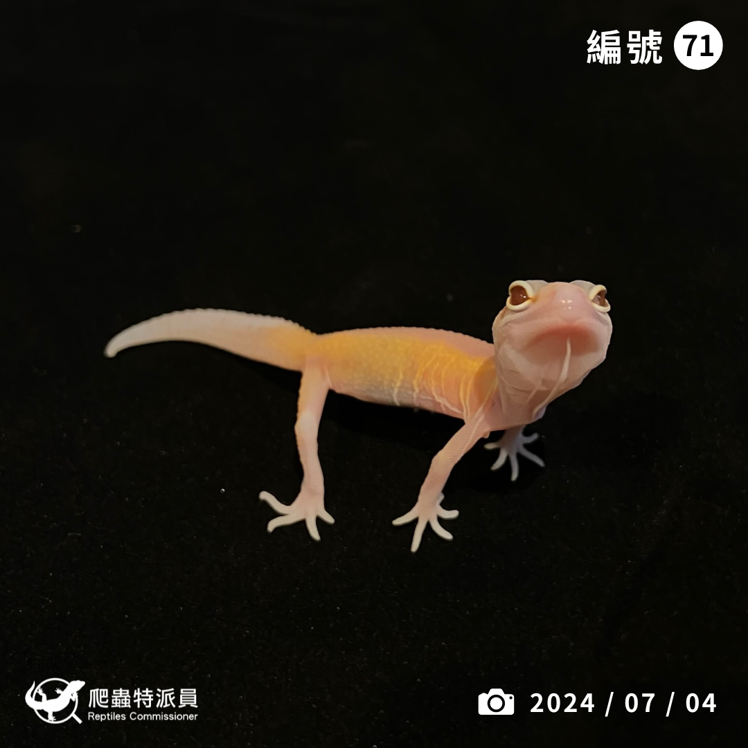 豹紋守宮．反直紅眼暴龍（編號 71）