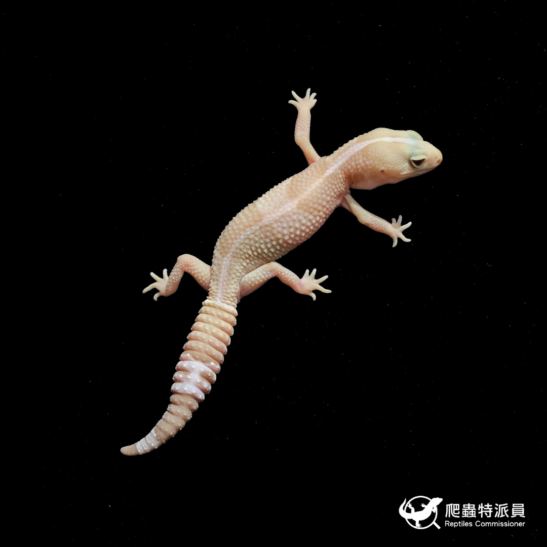 肥尾守宮．橘白雪（編號 255）