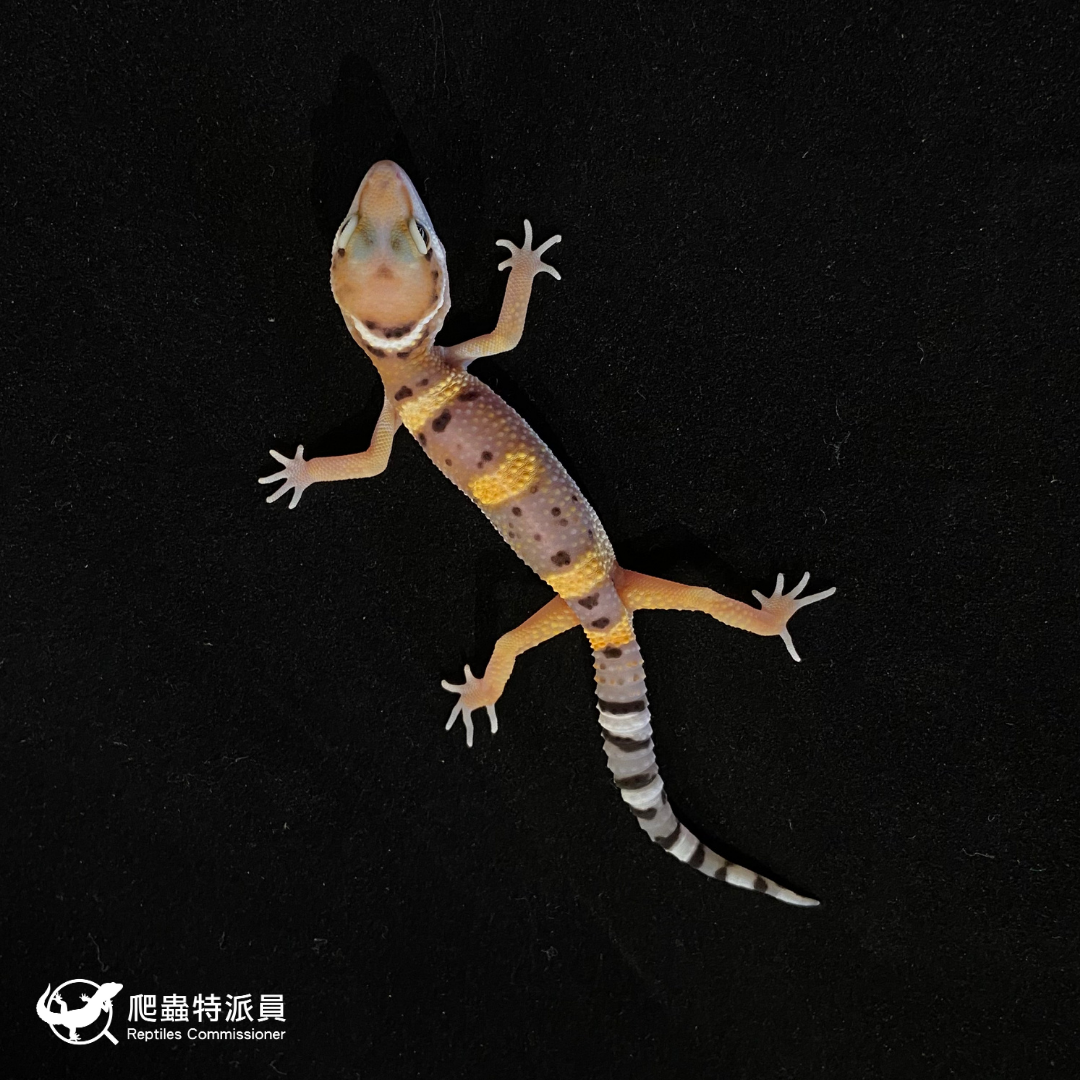 豹紋守宮．高黃（編號 118）