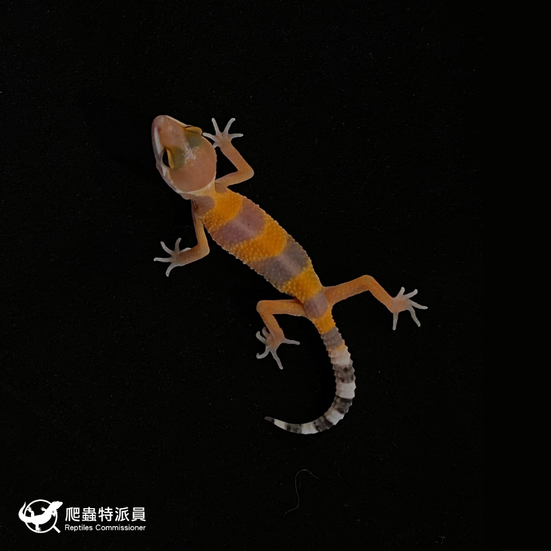 豹紋守宮．橘化（編號 112）