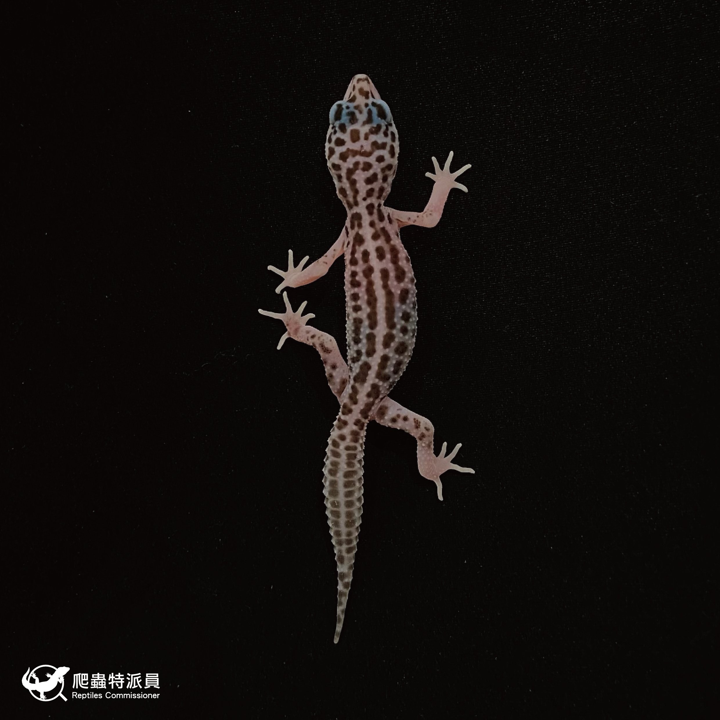 豹紋守宮．超雪（編號 49）