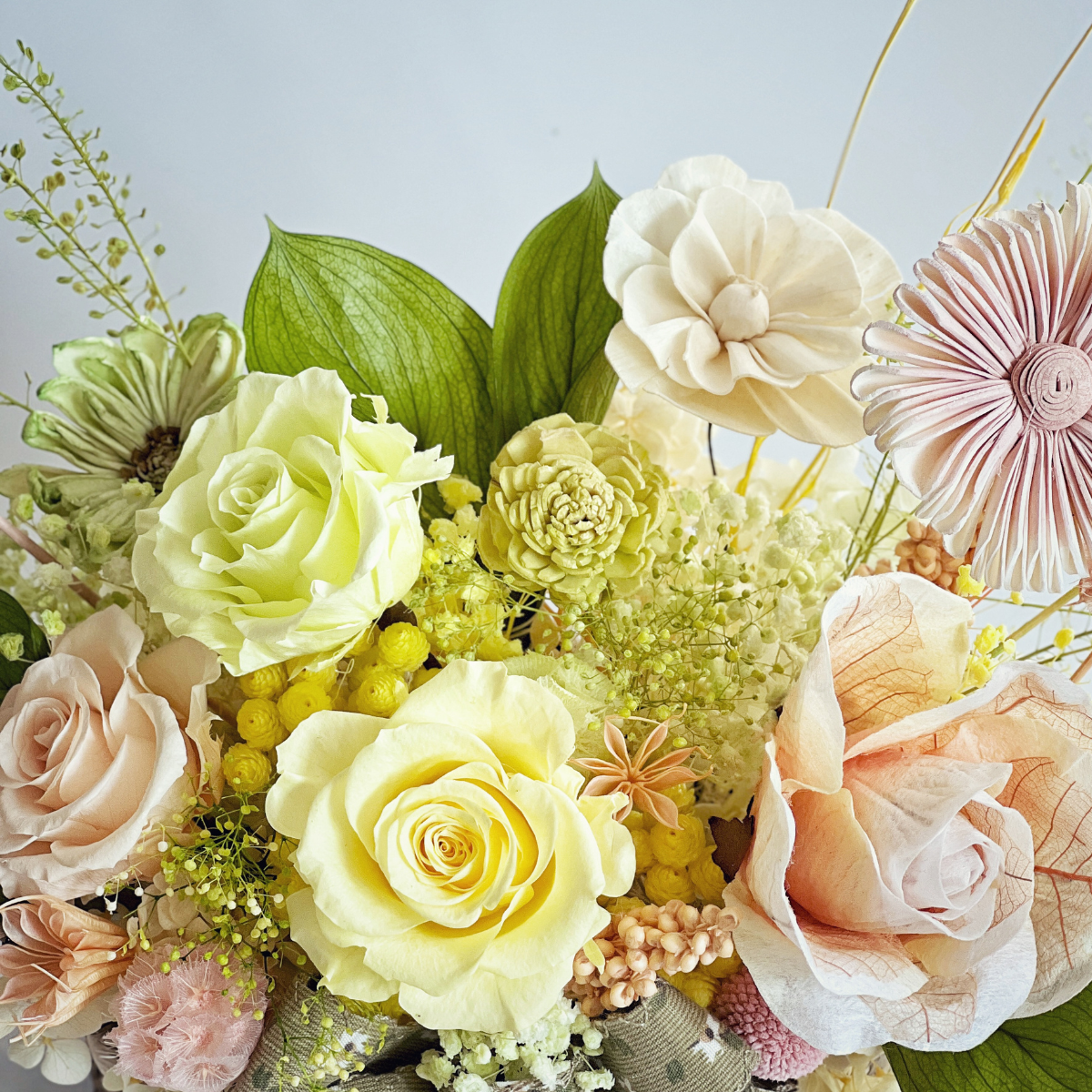 若草春色永生玫瑰盆花(中型)