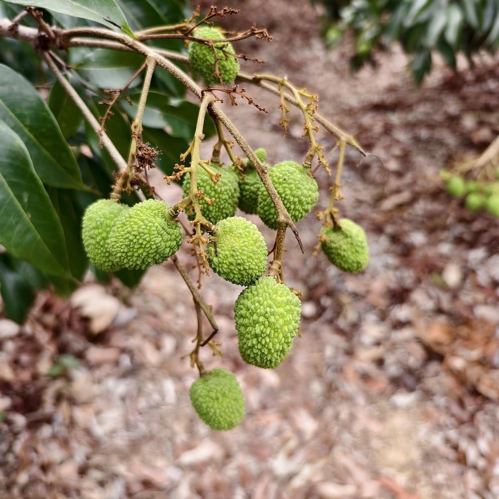 2025年初的南部探訪(愛文芒果&amp;玉荷包)