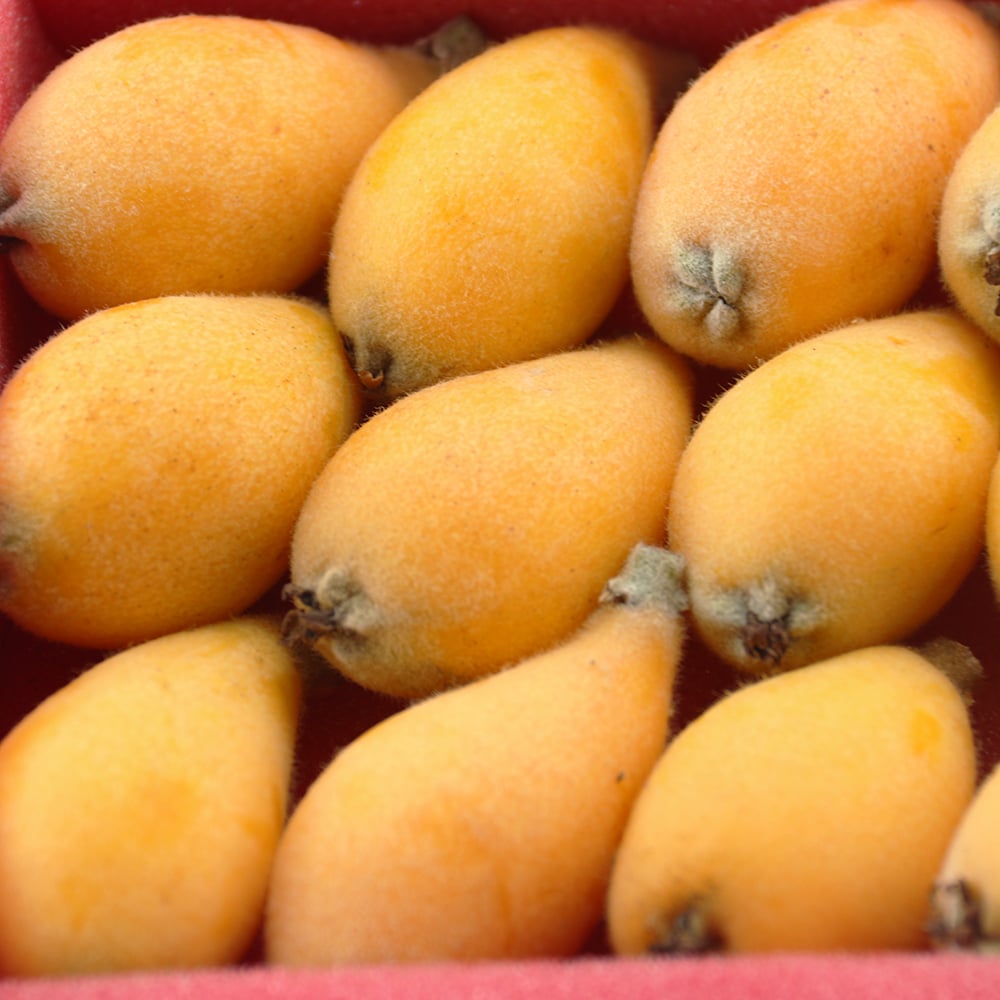 新社枇杷｜橙黃細嫩・清甜多汁・常溫配送