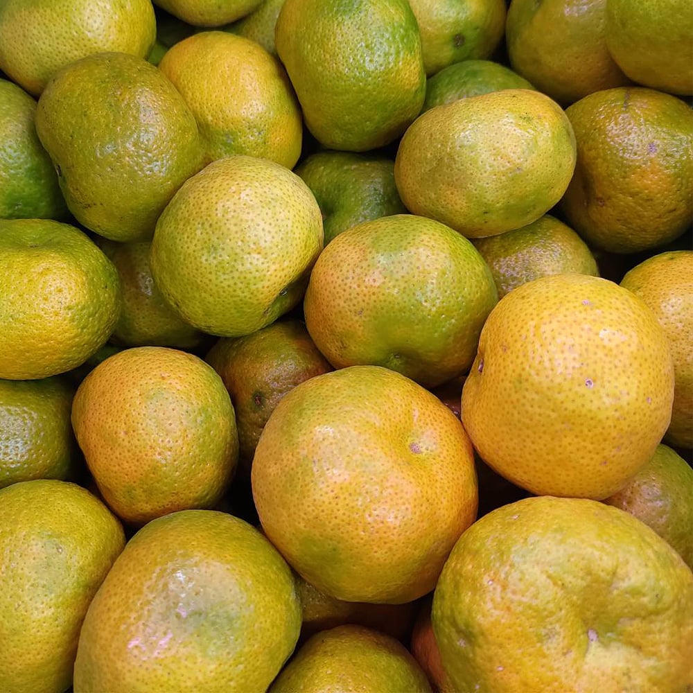 中寮珍珠柑已經上架