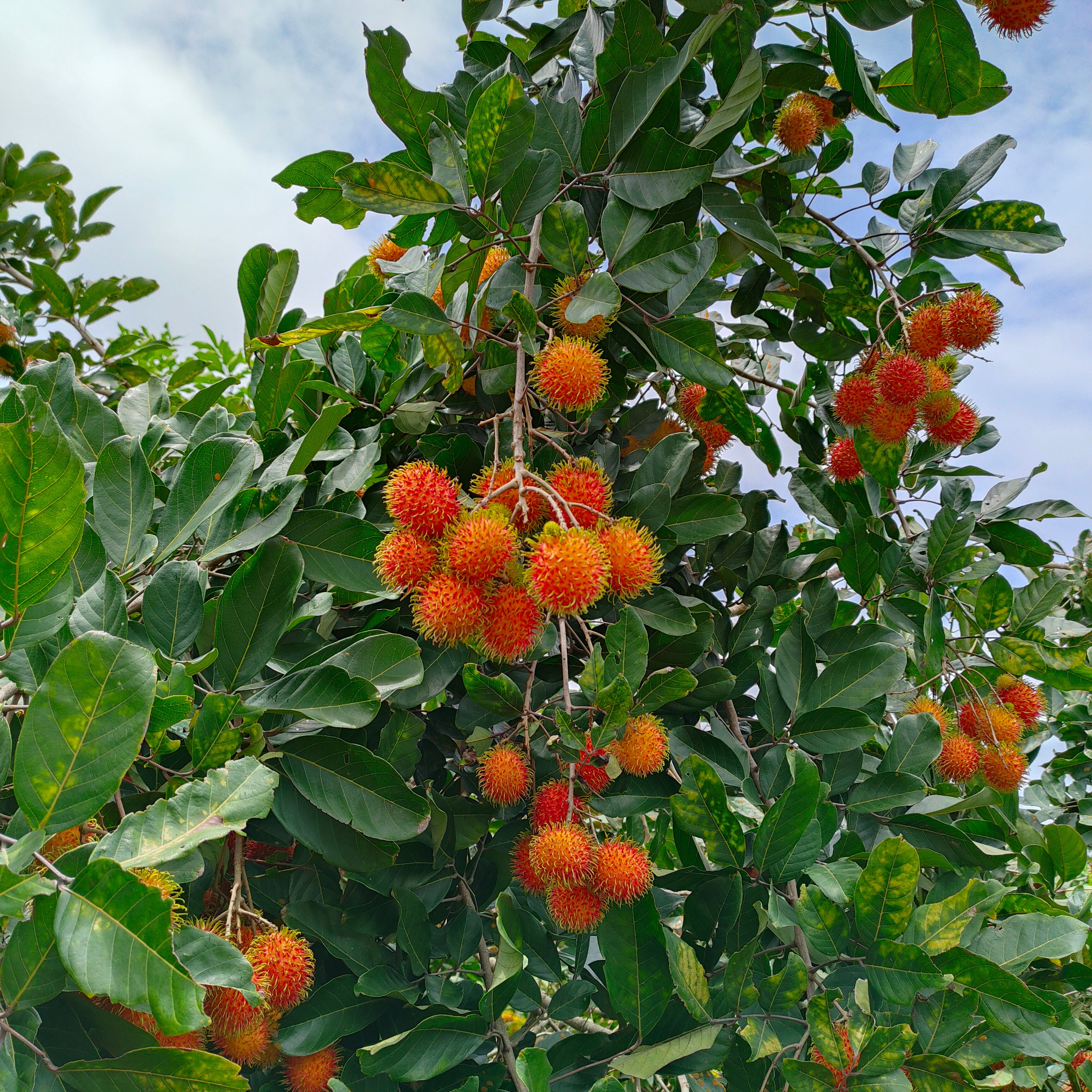 2023年8月初 夏季水果環島考察