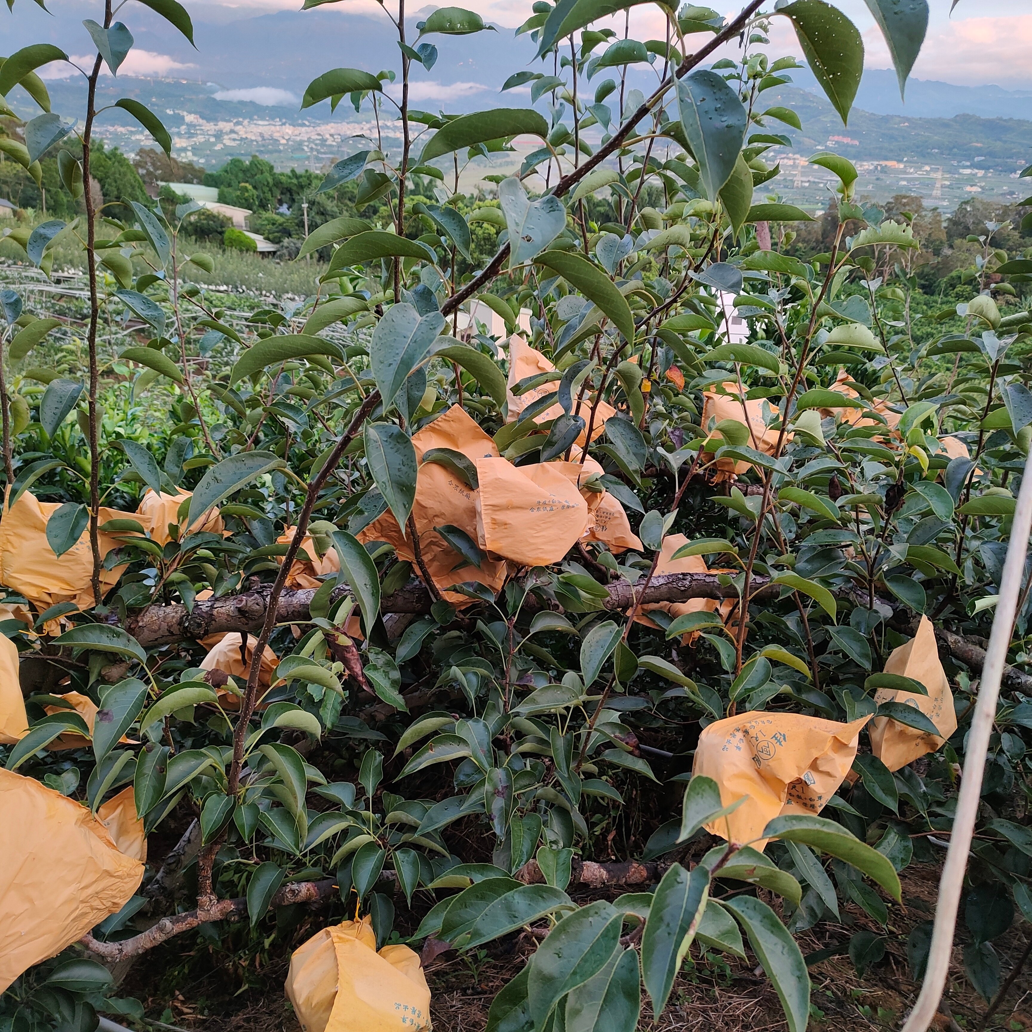 卓蘭、東勢甘露梨初探