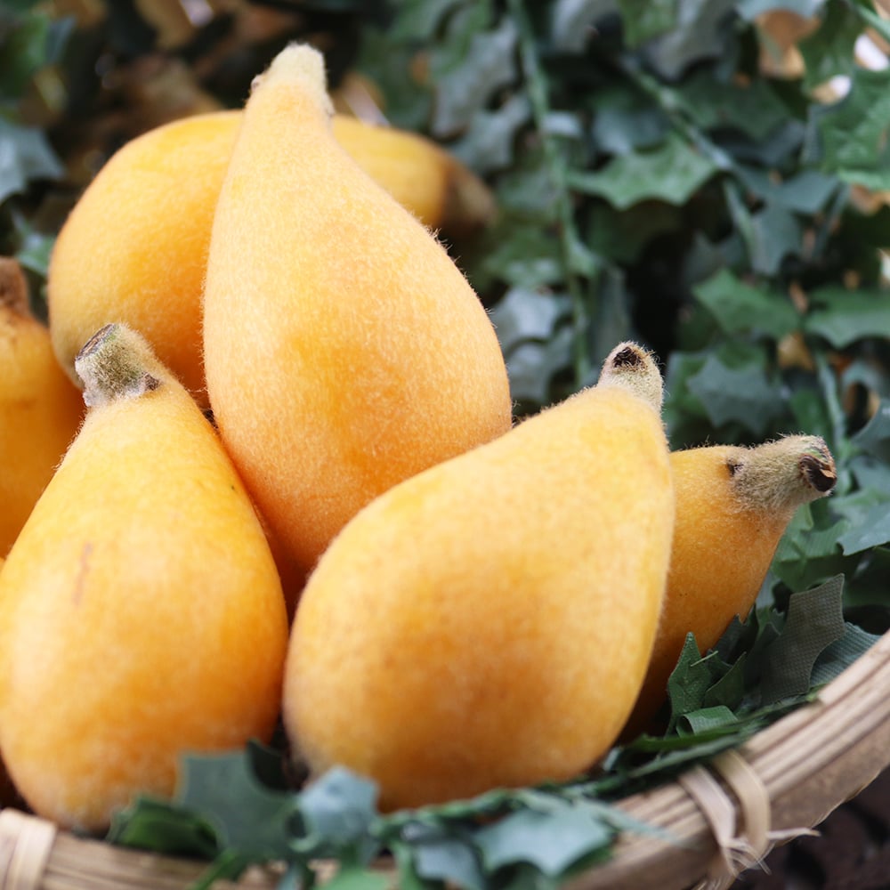 新社枇杷｜橙黃細嫩・清甜多汁・常溫配送