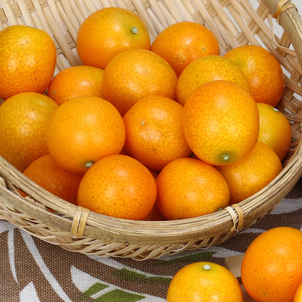 日本金桔｜皮香多汁・甜味溫和・冷藏配送(松柏嶺產區)