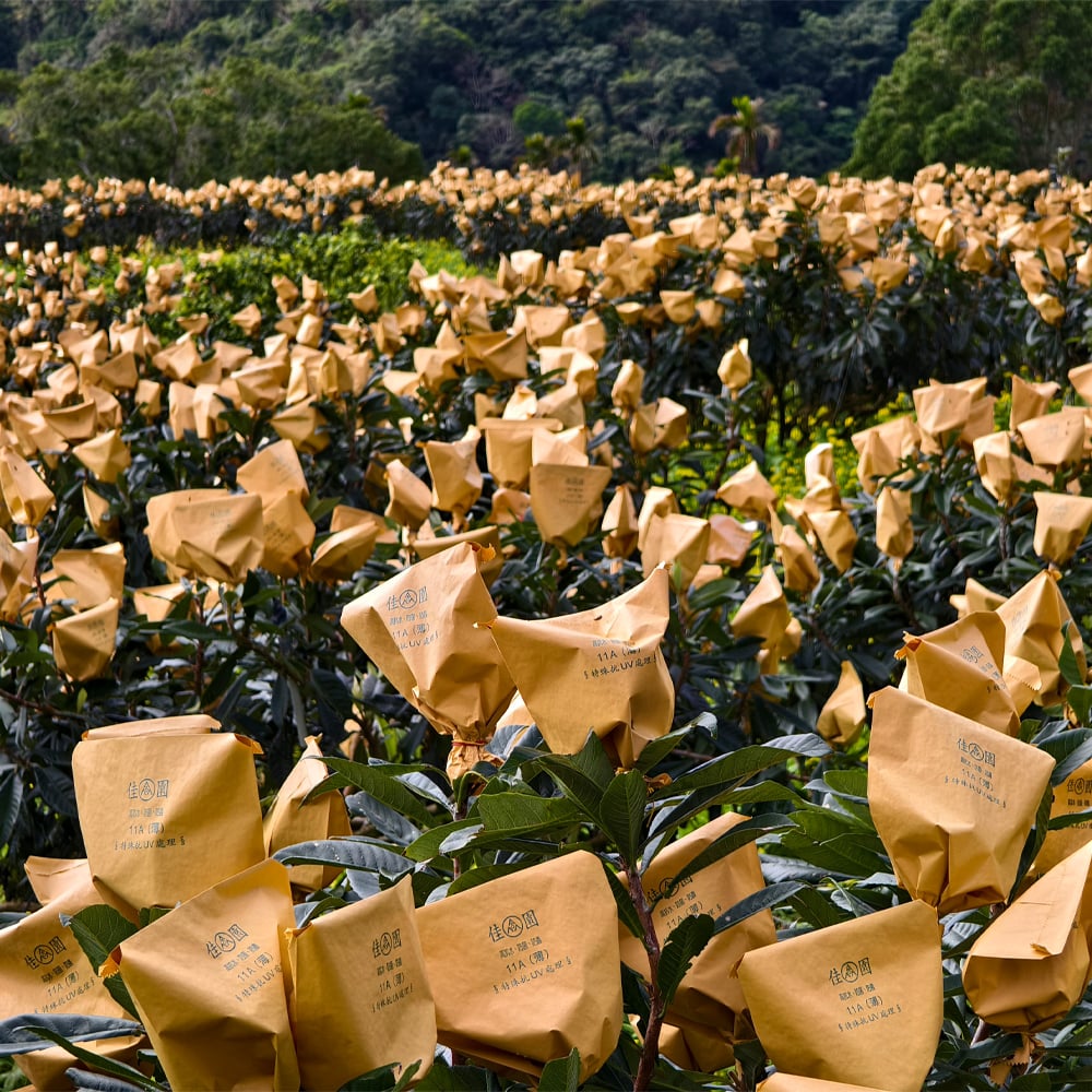 來自台東太麻里的美味枇杷