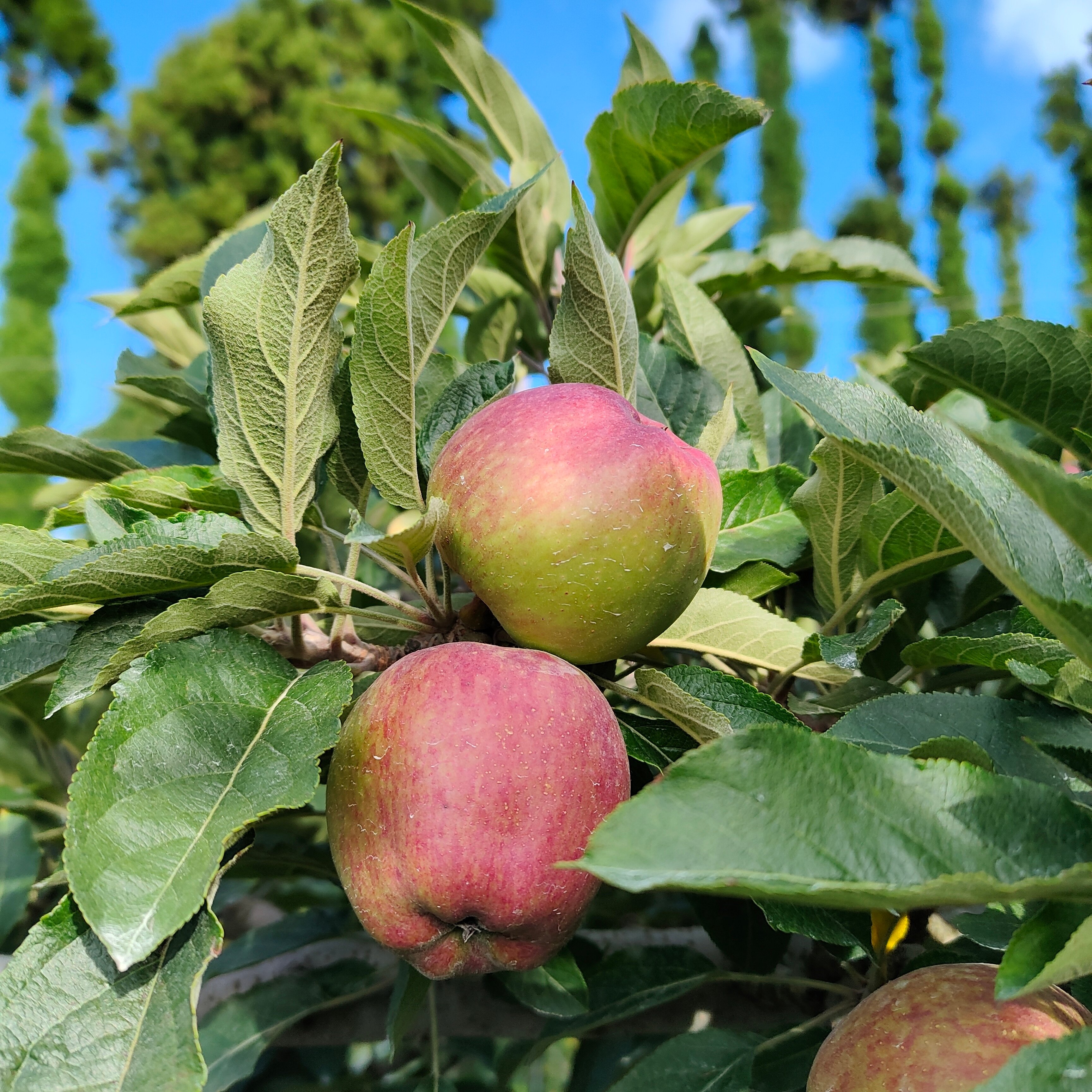 梨山水蜜桃與福壽山蜜蘋果探訪