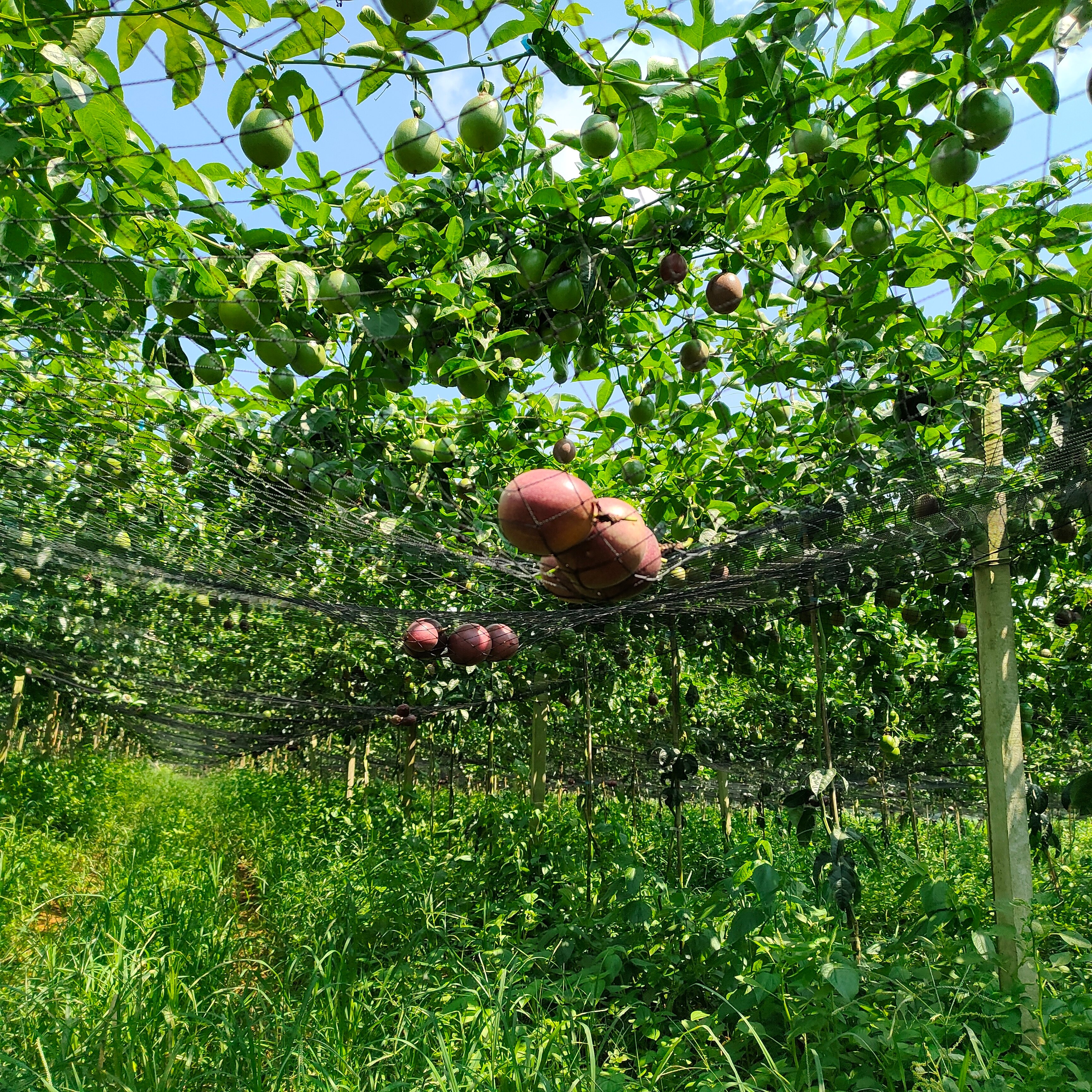 埔里大坪頂百香果上市