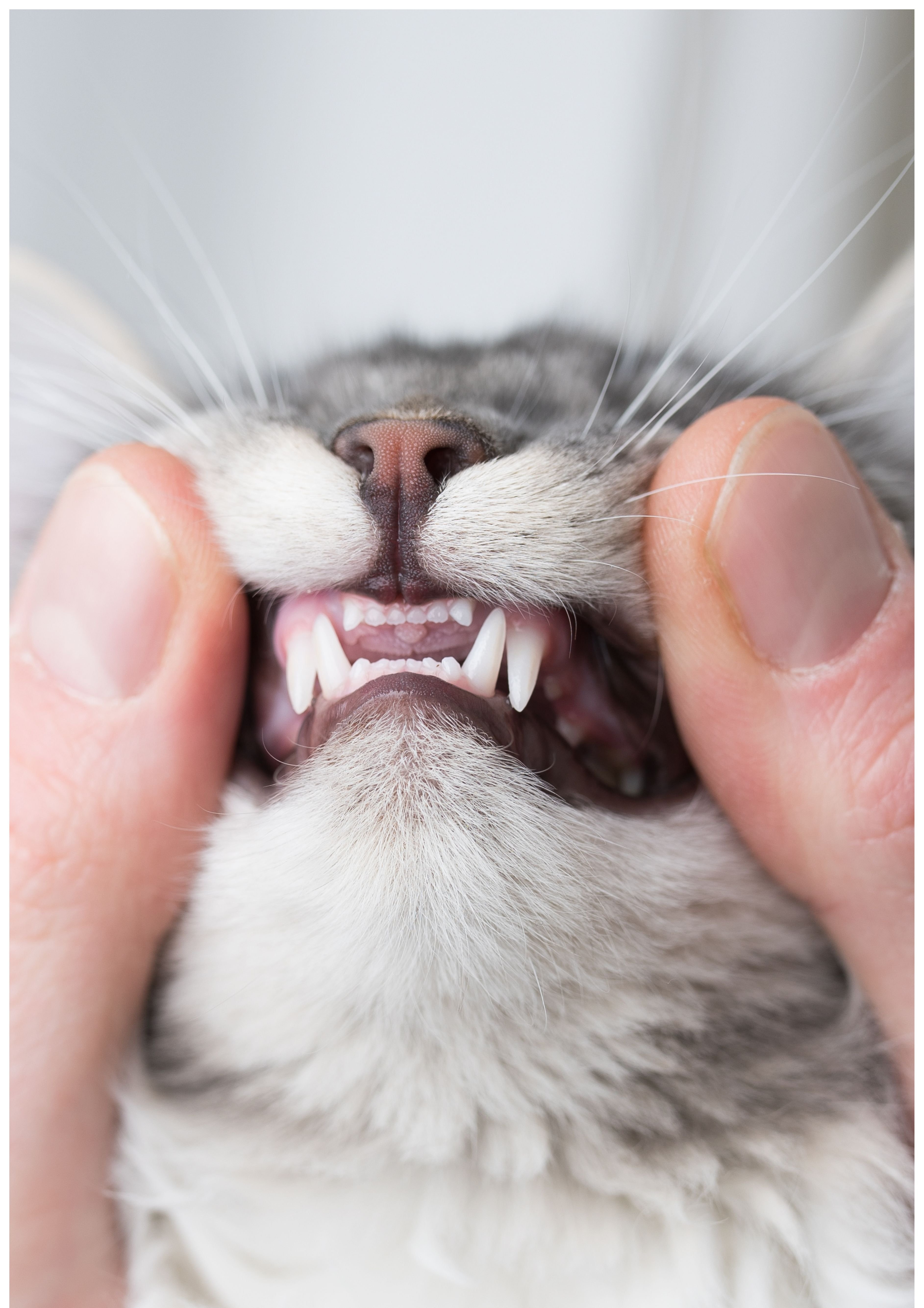 「口臭貓」掰掰！別讓口氣嚇跑你！🐱