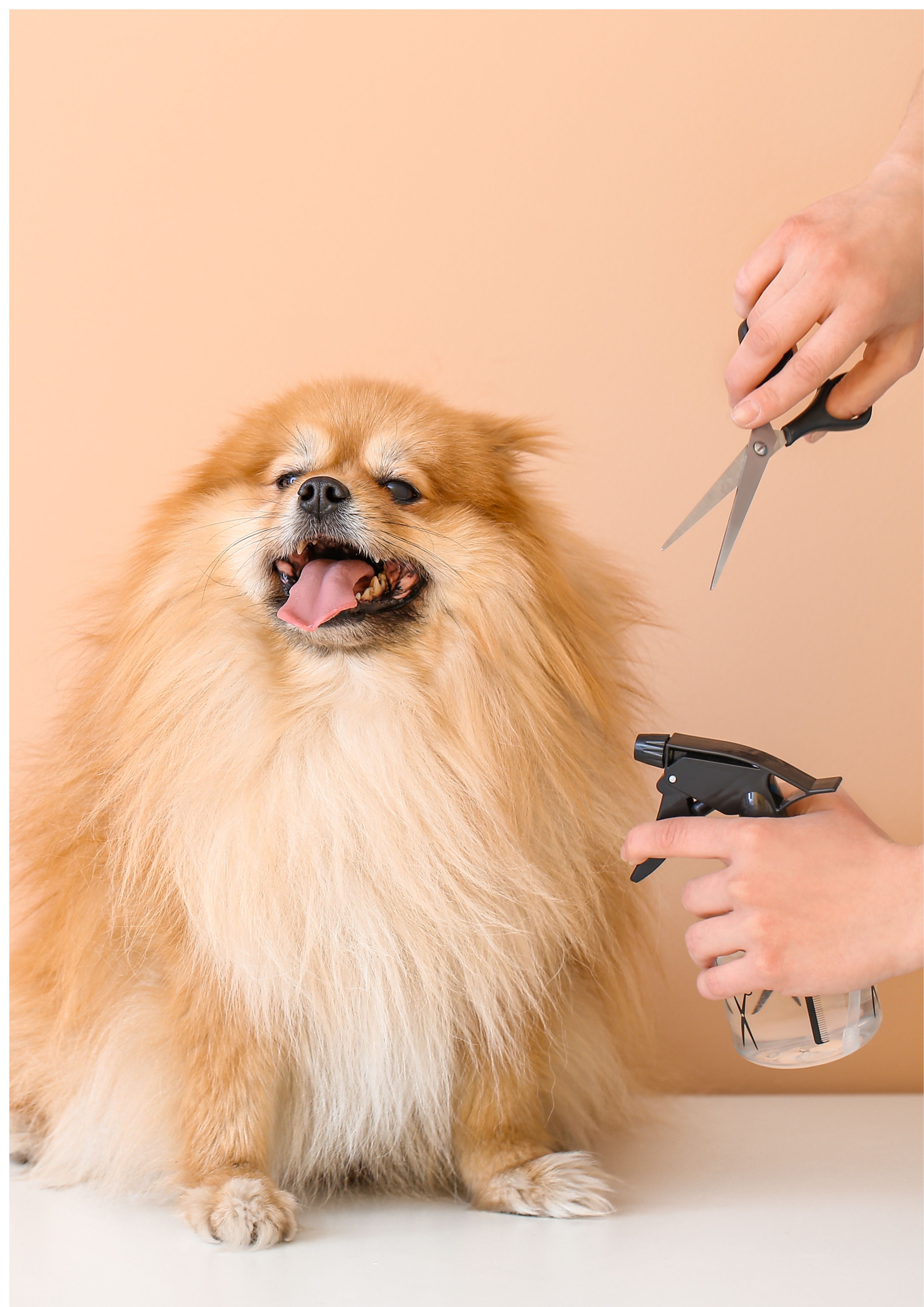 狗狗的「黃金檢查時間」：就是美容梳理