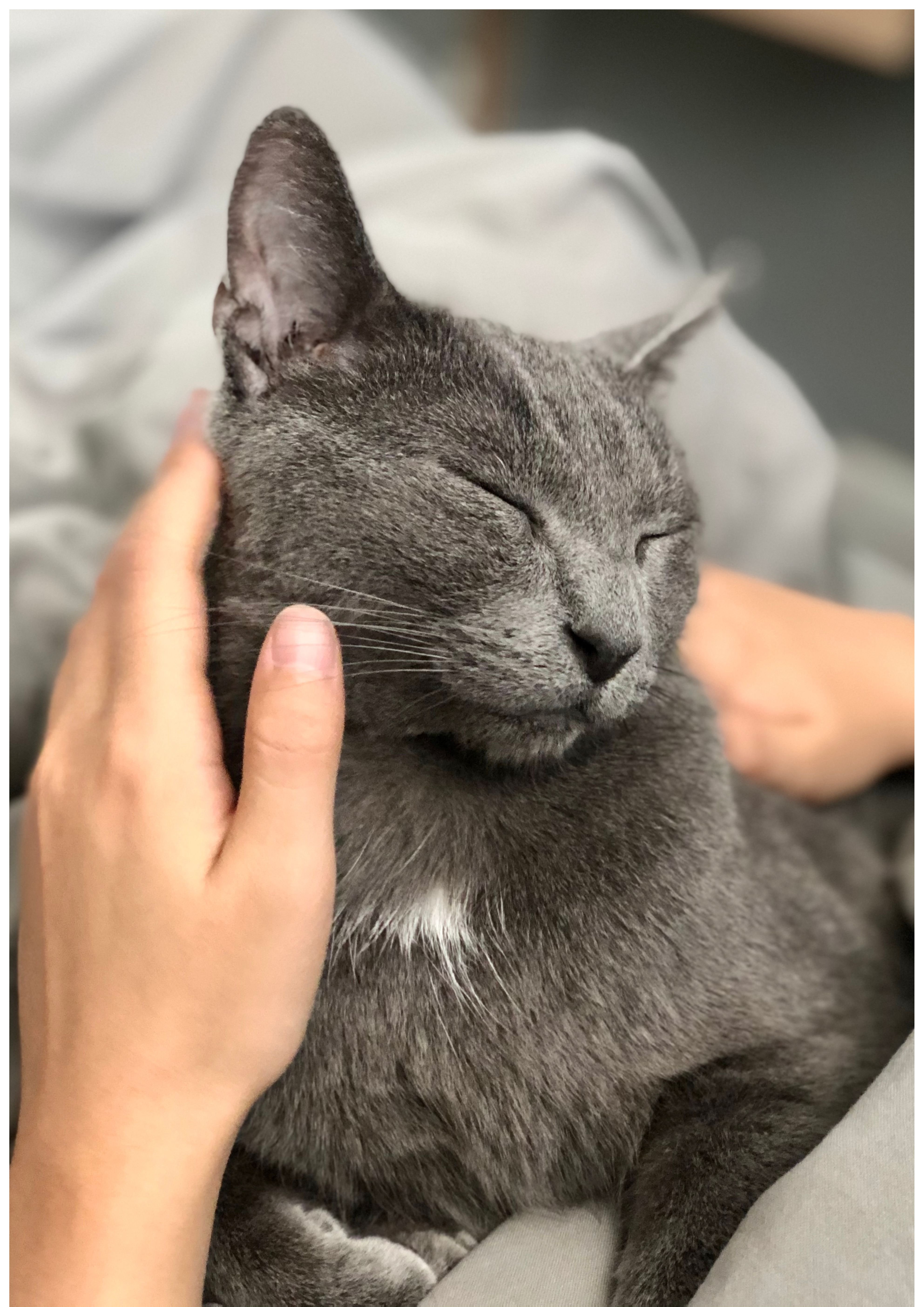 注意！貓咪耳朵裡出現「神祕黑點」？🐈