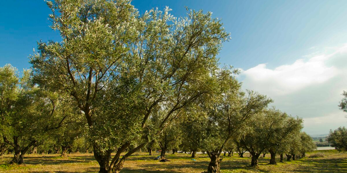 Taris-百年橄欖油品牌