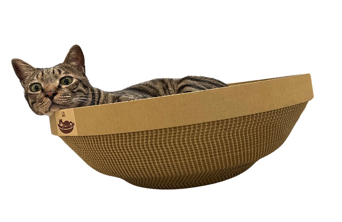 給怕搖晃的貓適應期