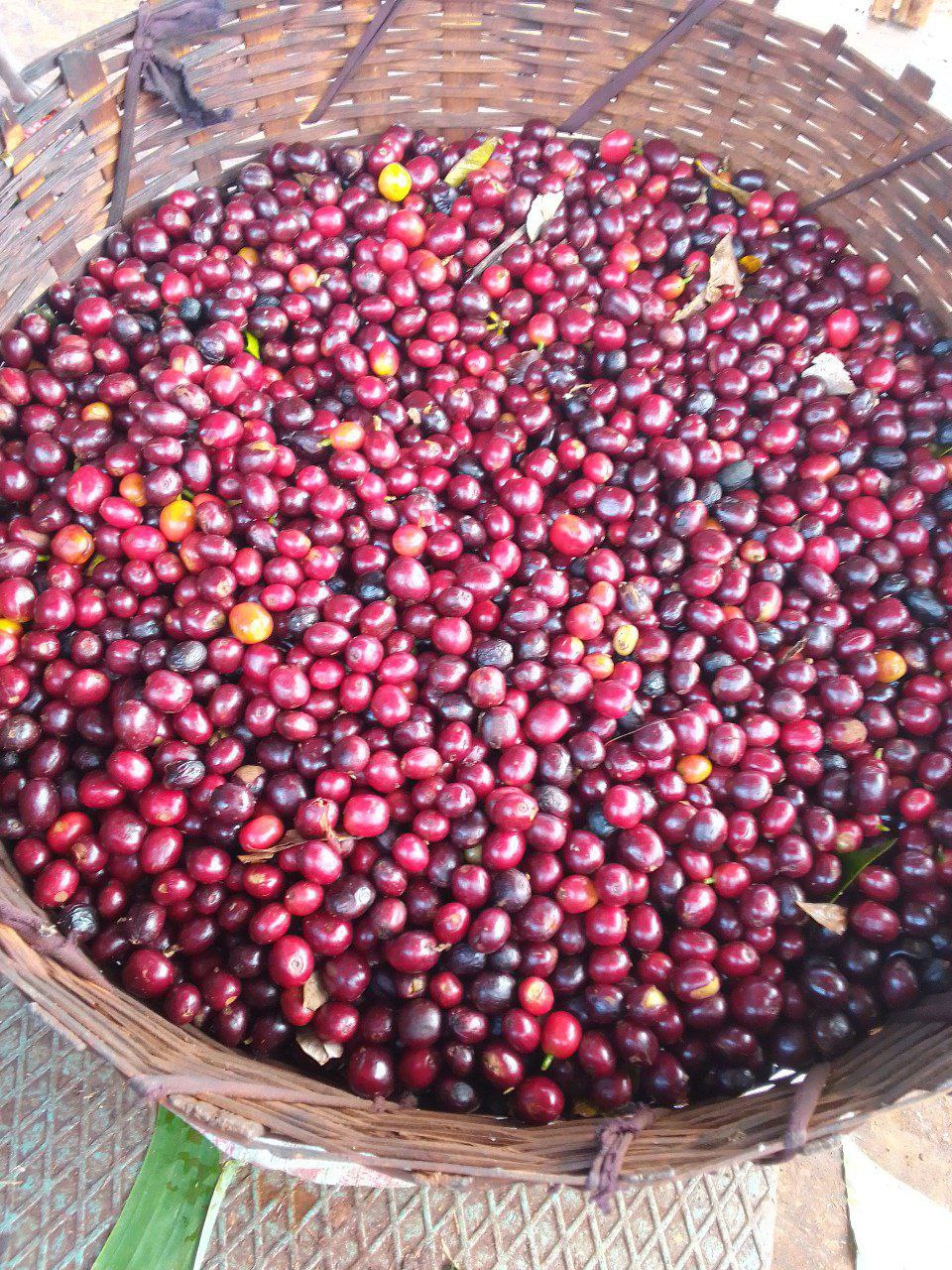 《老司機咖啡系列：衣索比亞 耶加雪菲 彩虹果叮叮 嘎嘎哩處理站 果香日曬/特別準備批次》