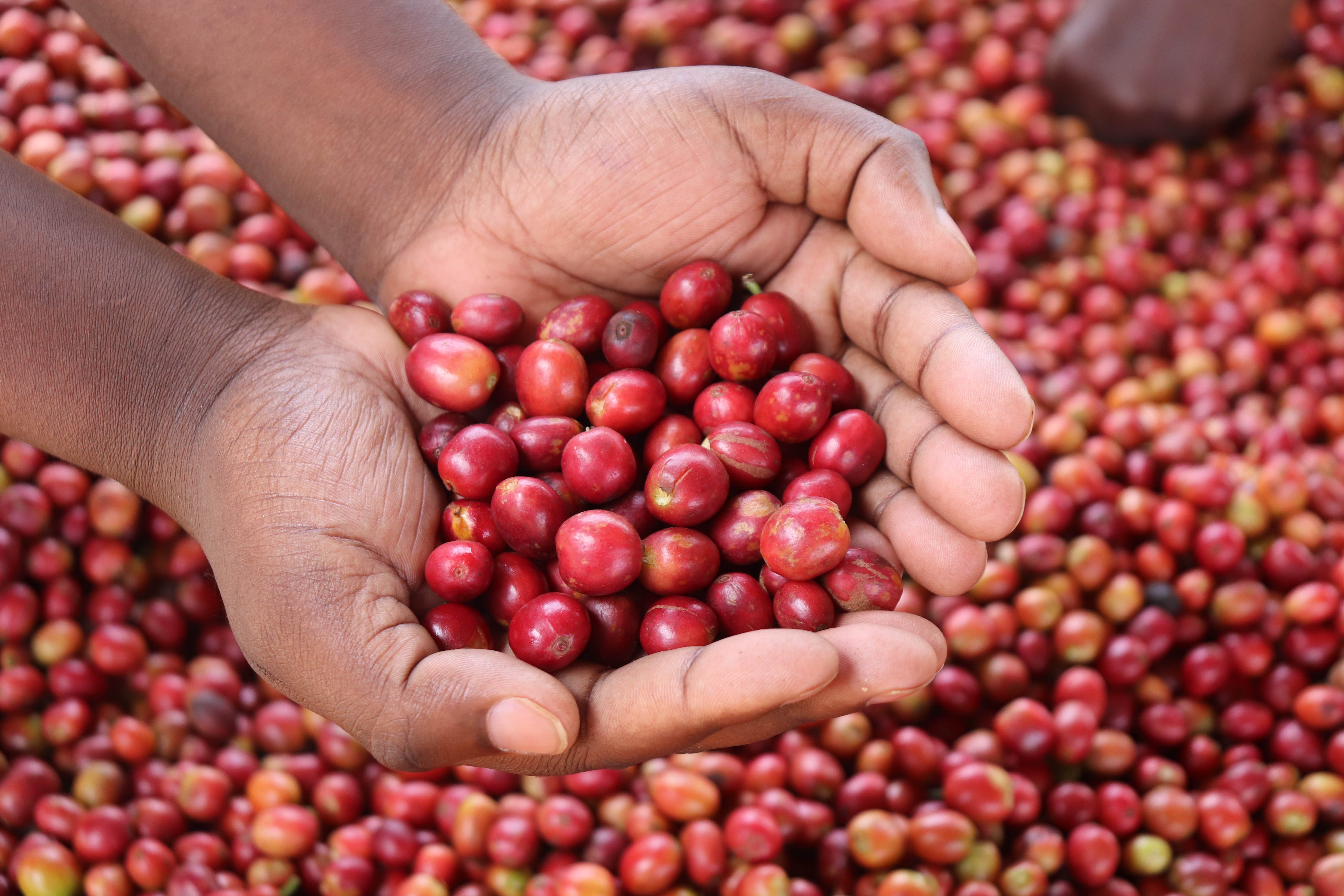 熊團長精選系列：肯亞 穆蘭嘉 新基里提農民合作社 產區精選/水洗特色咖啡—森之莓比賽級微批次