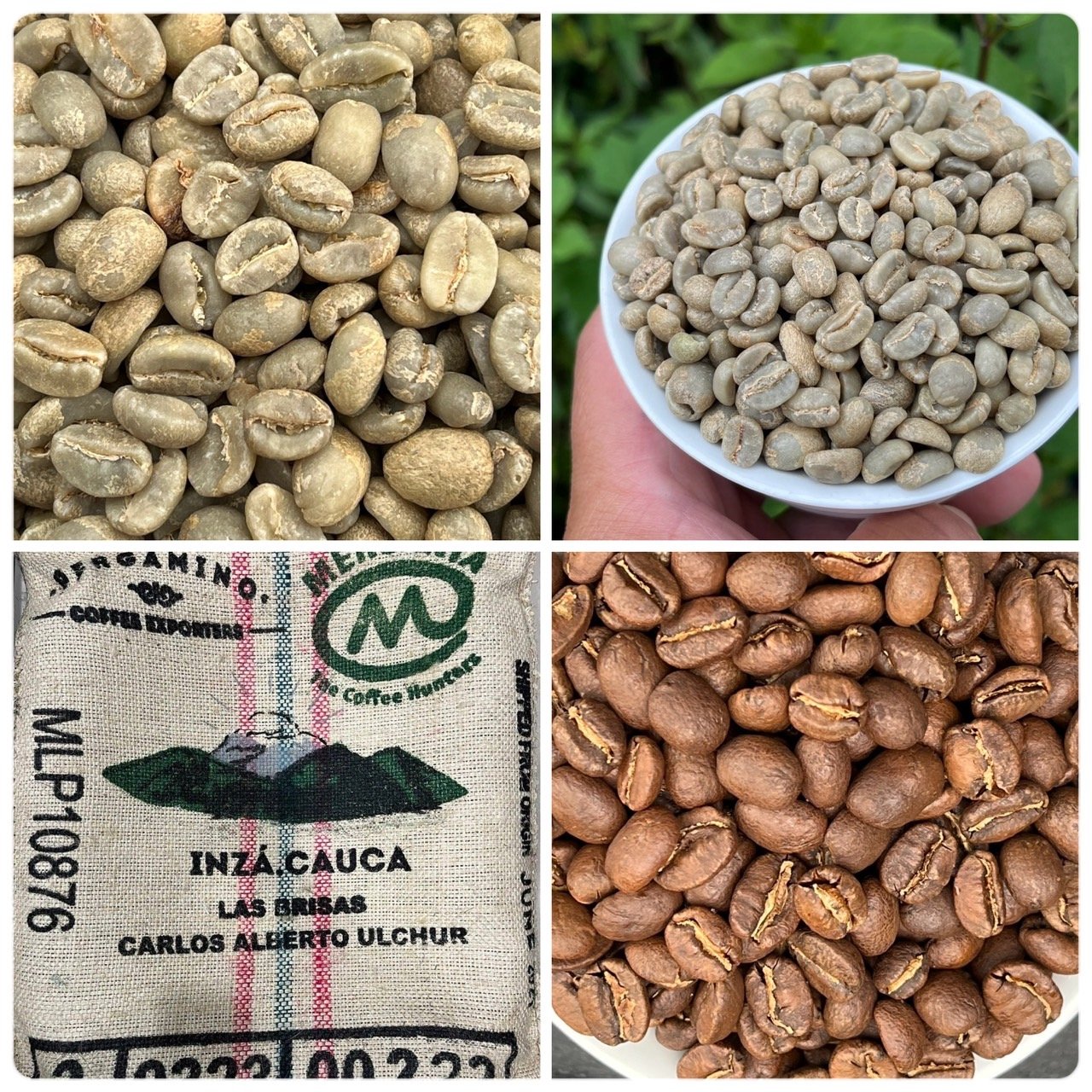 熊團長每月特惠咖啡｜哥倫比亞 考卡山谷 布里薩斯莊園/月柚香 水洗咖啡熟豆 (買一送一)