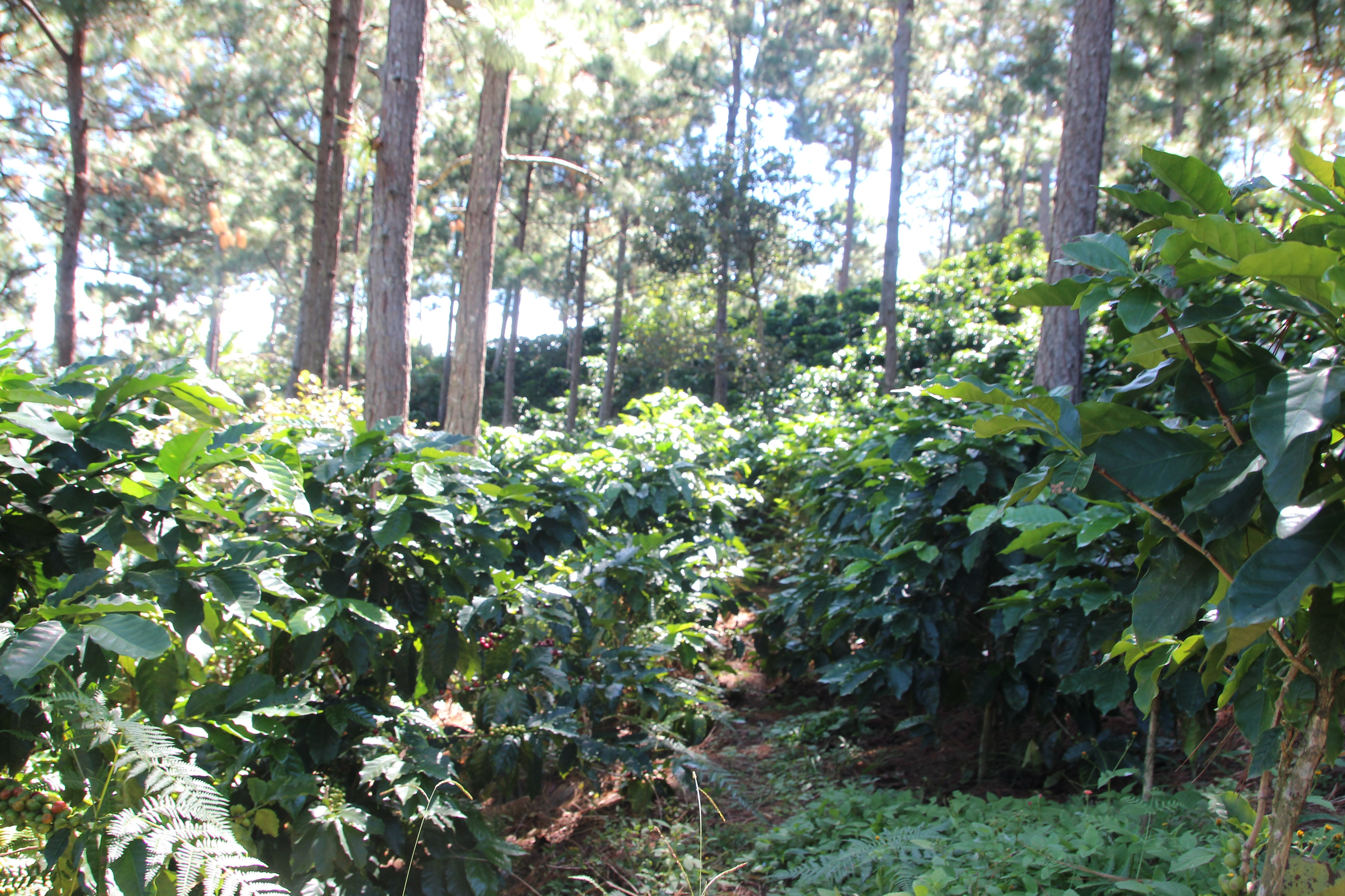 《典藏家系列咖啡：宏都拉斯 奧科特佩克產區 Miraflores 賞花莊園 水洗咖啡—綺麗花神 特色微批次》