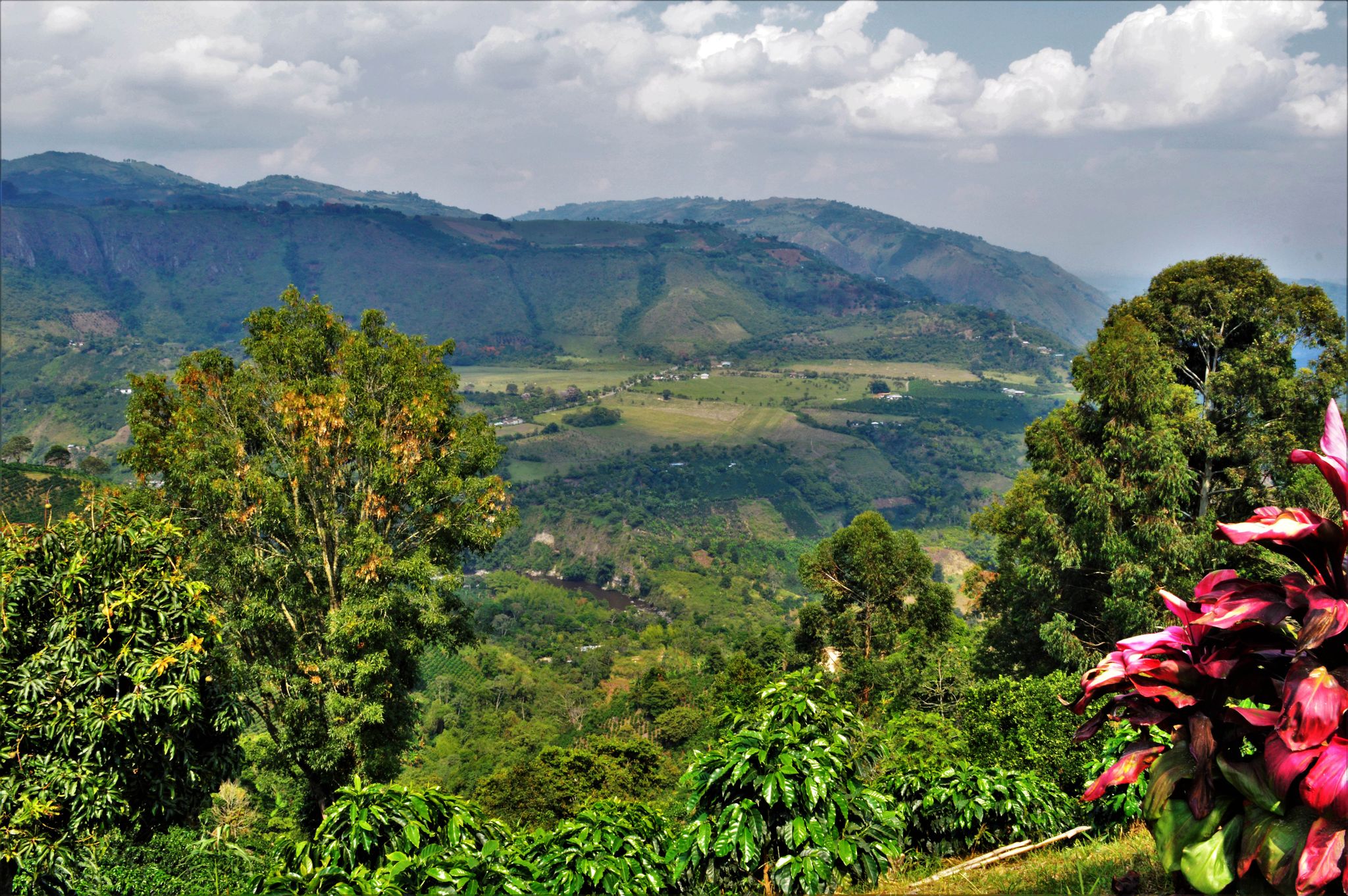 《安地斯花蝶咖啡系列：哥倫比亞 Huila/聖奧古斯丁 Obispo 奧比斯波/農協俱樂部 水洗特色咖啡—甜果園微量批次》