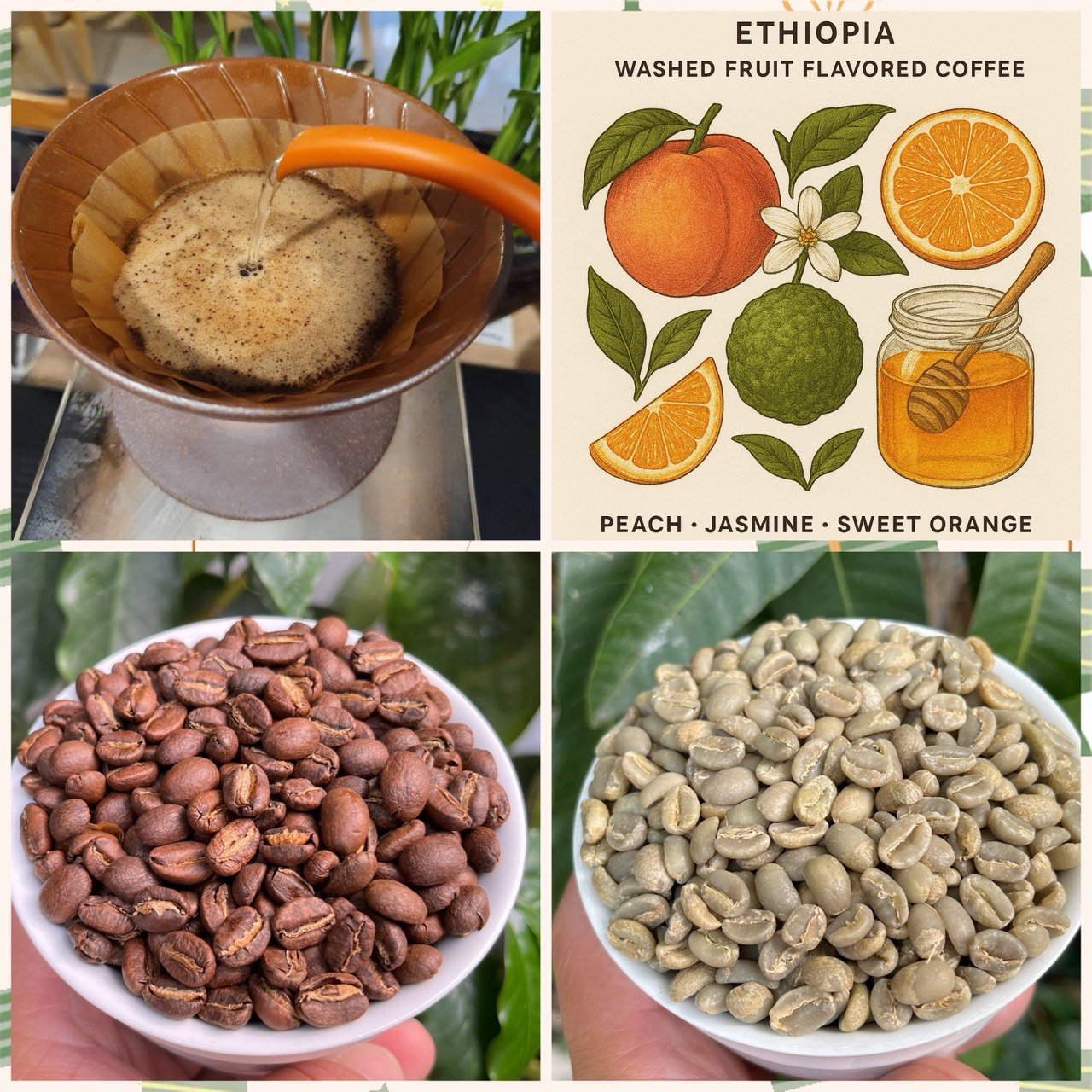 熊團長每月特惠咖啡｜衣索比亞 耶加雪菲 班可•果丁丁 水洗咖啡熟豆 (買一送一)